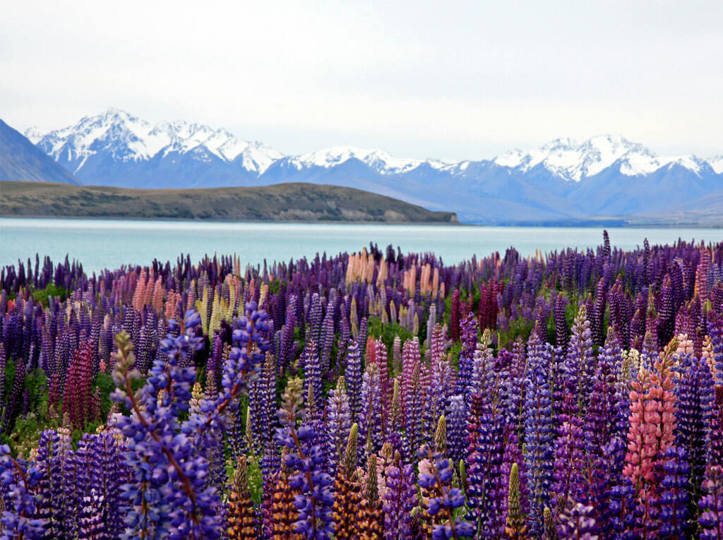 lake-tekapo-tour-urban-city-tour-transfers